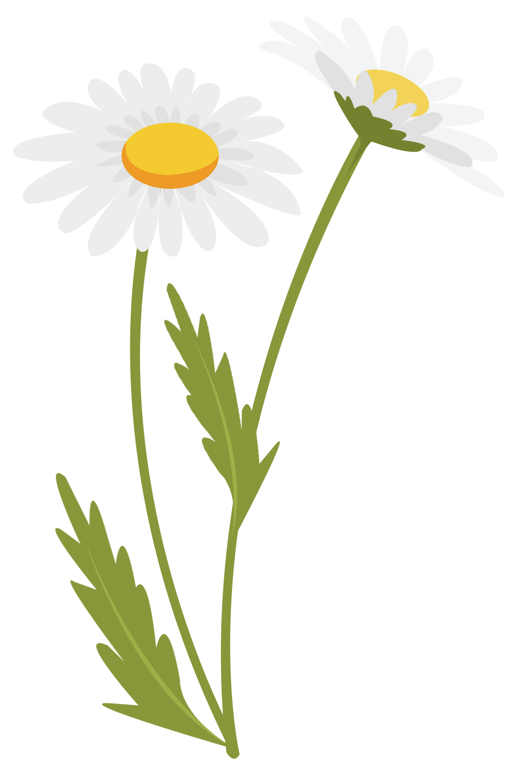 flowers 04